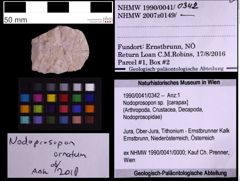 Foto (Objekt + Etiketten) von Nodoprosopon sp. (NHMW-GEO-1990-0041-0342)